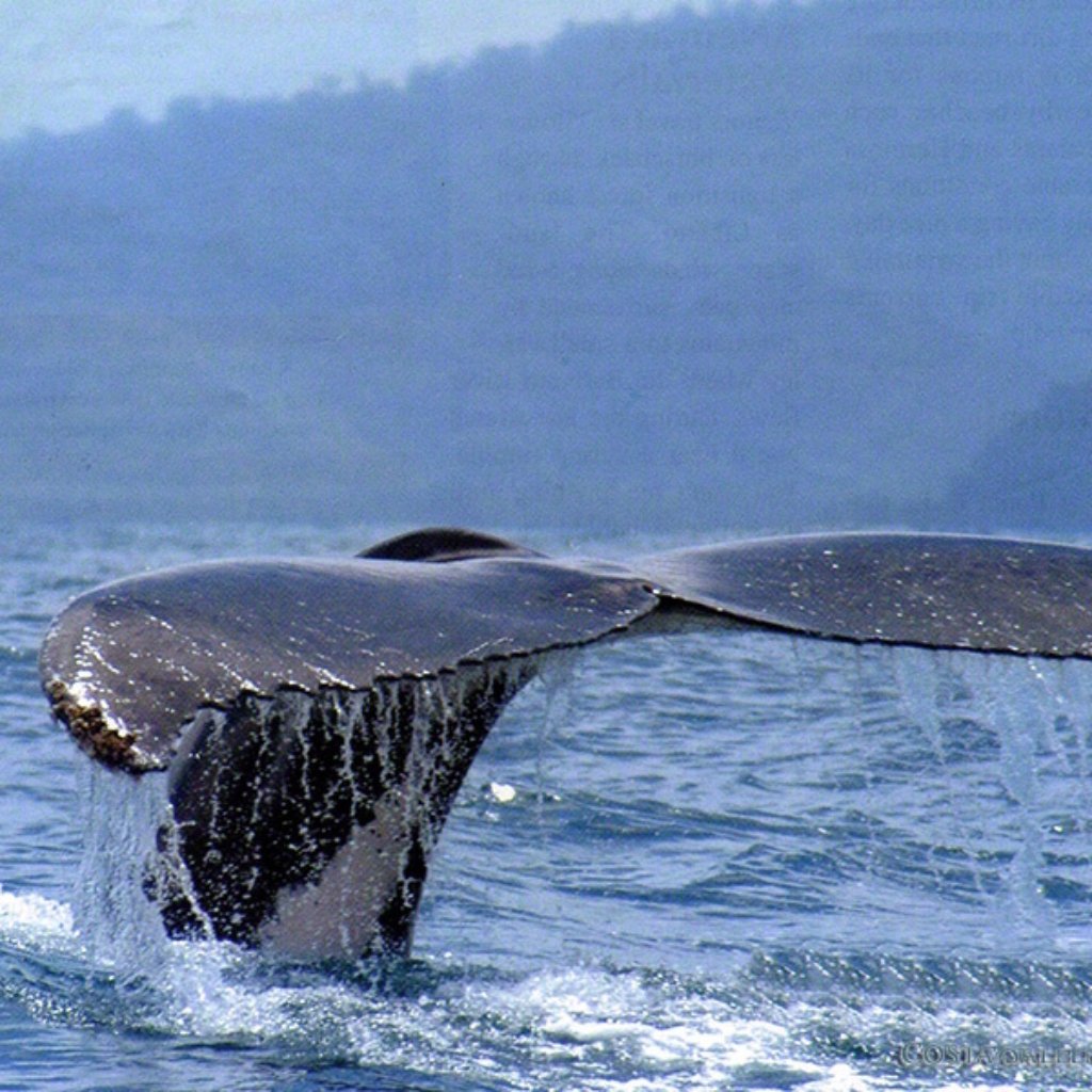 Whale Watching Tour Uvita Marino Ballena National Park