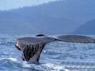 Whale Watching Tour Uvita Marino Ballena National Park