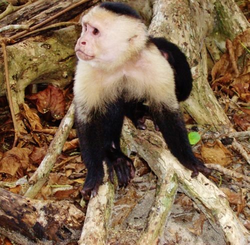 White Face Monkey White Face Monkey